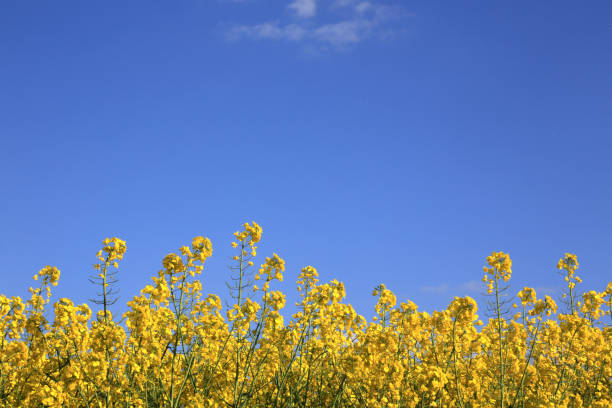 istock Flowering rapeseed fields. Seine et Marne. France. 1195627785
