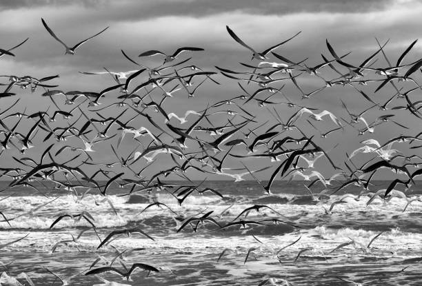 istock Beach Birds in Flight over Ocean and Sky in Black and White 1195627810