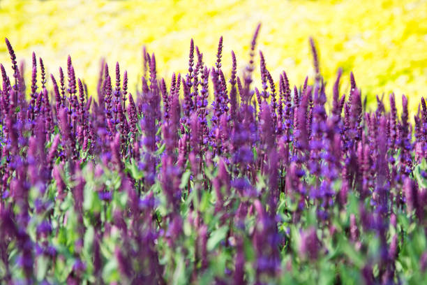 Sage plants growing in northern Spain