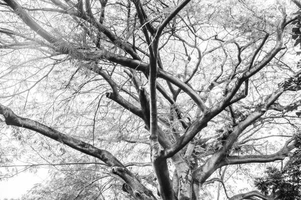 istock Big tropical trees of Singapore 1195628173