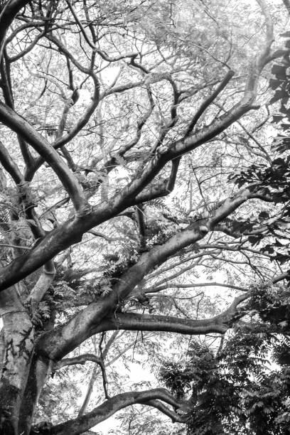 istock Big tropical trees of Singapore 1195628810