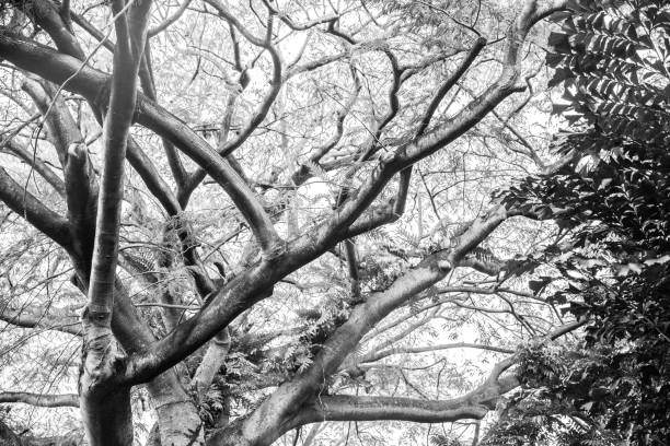istock Big tropical trees of Singapore 1195628845