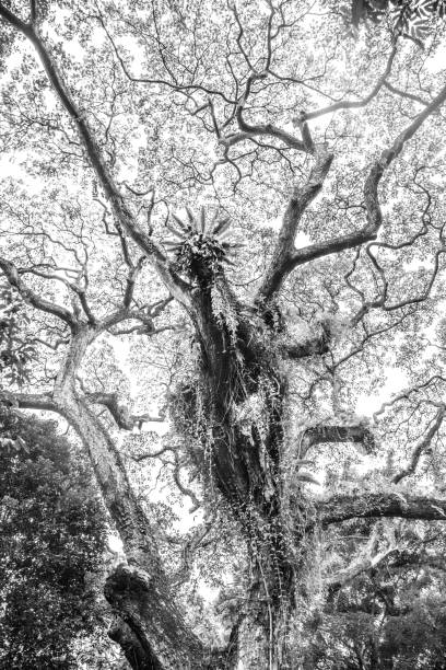 istock Big tropical trees of Singapore 1195628882