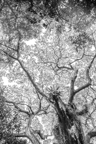 istock Big tropical trees of Singapore 1195628933
