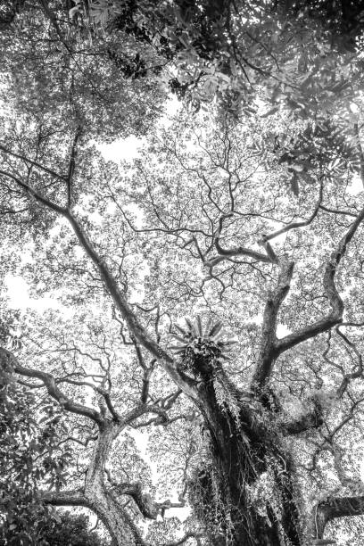 istock Big tropical trees of Singapore 1195629016