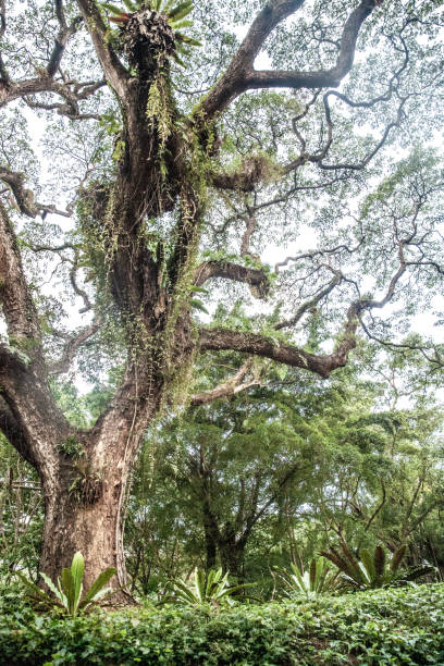 istock Big tropical trees of Singapore 1195629067