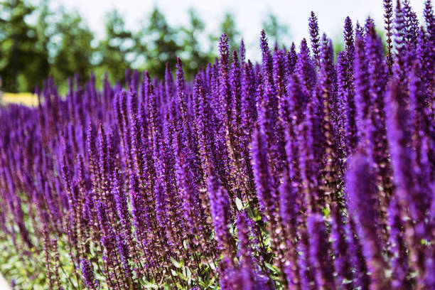 istock Lavender field. Beautiful nature and beautiful flowers. 1195629367