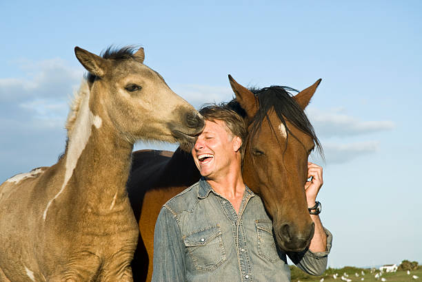 Man with two horses stock photo