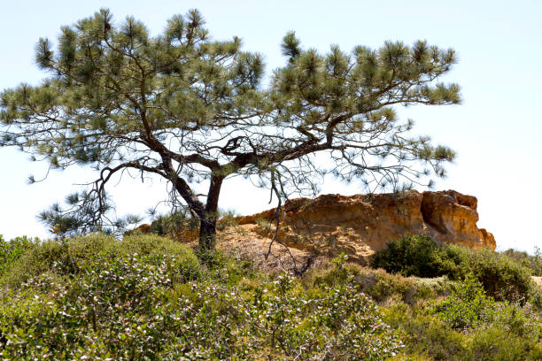 Torrey Pine at the Torrey Pine State Preserve Torrey Pine at the Torrey Pine State Preserve in San Diego, California torrey pines state reserve stock pictures, royalty-free photos & images
