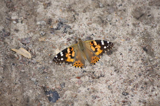 istock Butterfly burdock sitting on the ground close-up. 1195637529