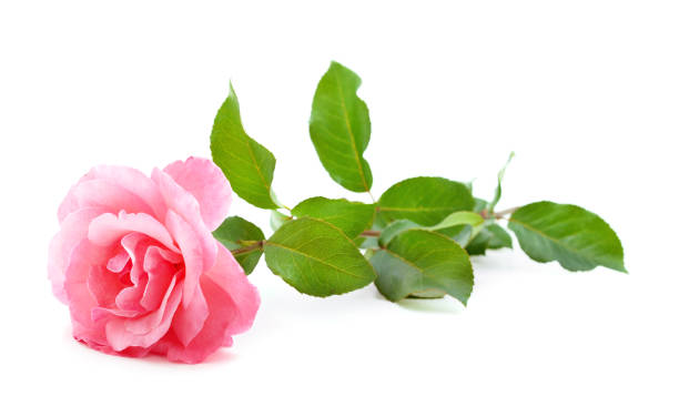 istock Beautiful pink roses. 1195639659