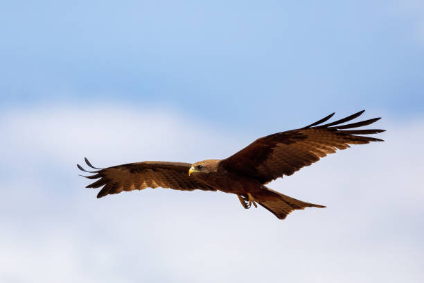istock Black kite flying, Ethiopia safari wildlife 1195640128