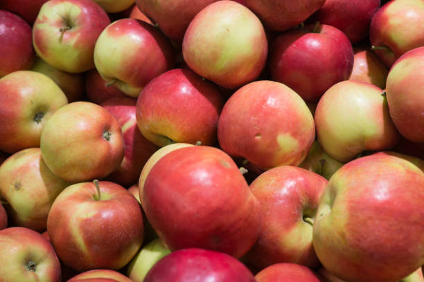 istock Fresh, ripe red apples gathered in the garden. 1195640198