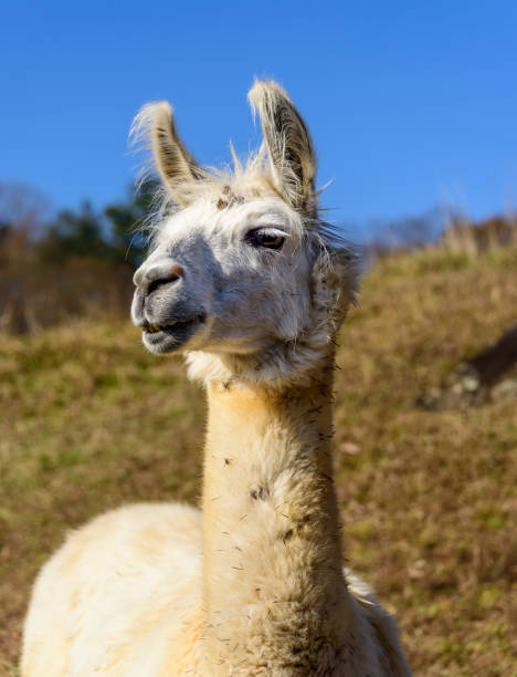 istock White Adult Alpaca 1195640205