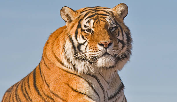 Head Shot of a Bengal Tiger stock photo