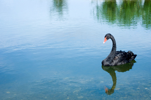 A black swan splashing with wings wide open. Autumn leaf colour reflected in the water. Western Springs Park. Auckland.