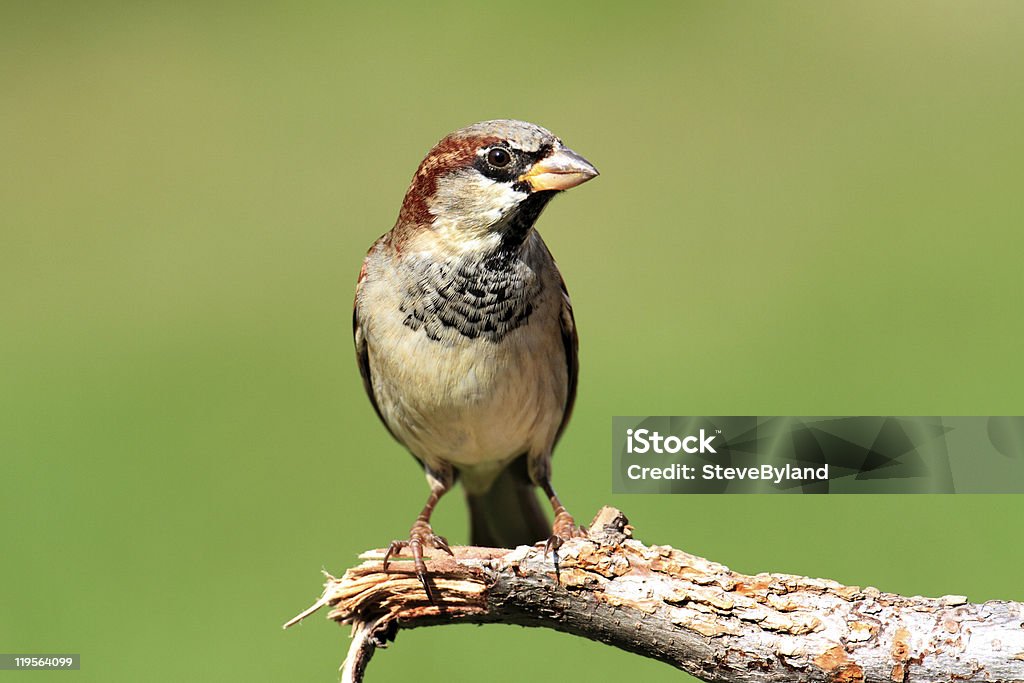 イエスズメ（Passer domesticus ) - イエスズメのロイヤリティフリーストックフォト