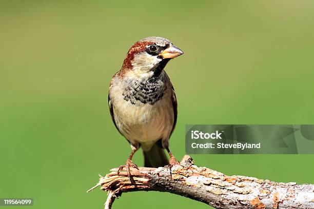 イエスズメpasser Domesticus - イエスズメのストックフォトや画像を多数ご用意 - イエスズメ, カラフル, カラー画像