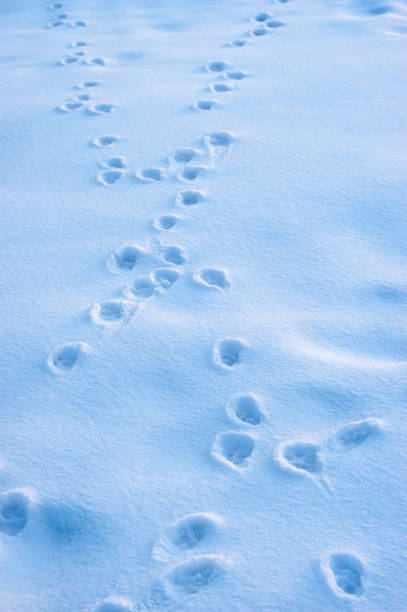 istock Small animal footprints in the snow 1195641314