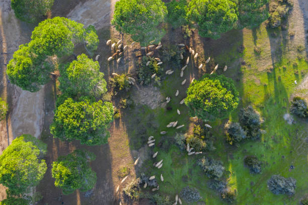istock Aerial view at the sheeps herd 1195642952