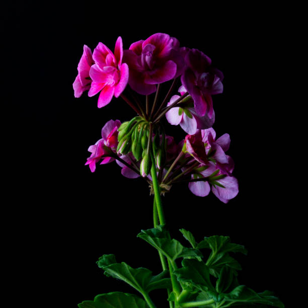 istock Beautiful Pink Geranium On The Black Background. 1195643186