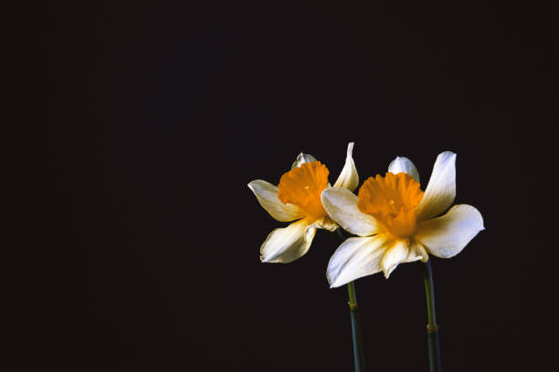 istock Stylish minimalist still life with Narcissus on a dark background 1195644066
