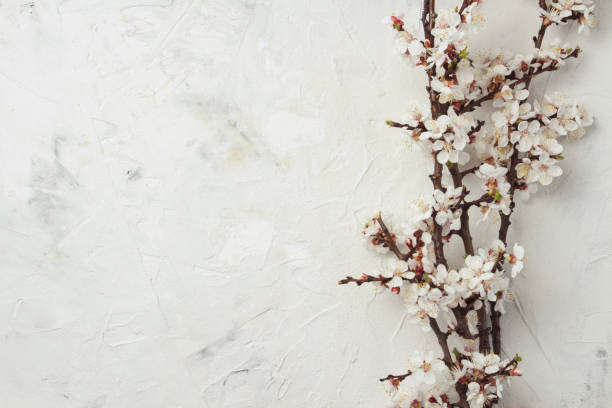 istock Sprig of cherry flowers on a light stone background. Flat lay, top view 1195644205