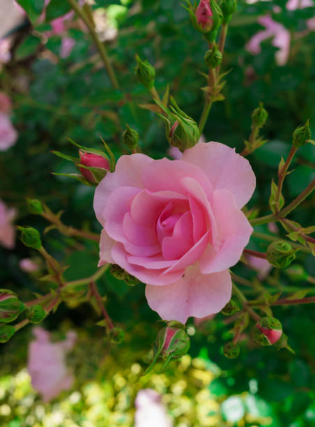 belles roses sur les buissons dans le jardin. - hybrid tea rose photos et images de collection