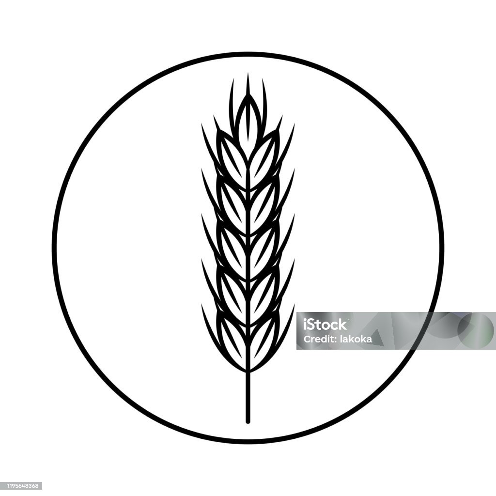 Spikelet Của Cây Ngũ Cốc Lúa Mì Lúa Mạch Gạo Gạo Hình Ảnh Vector ...