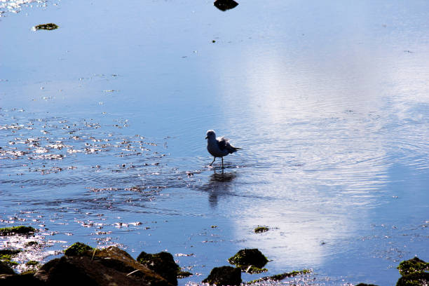 Seabird flying over the River Crouch in Essex, England