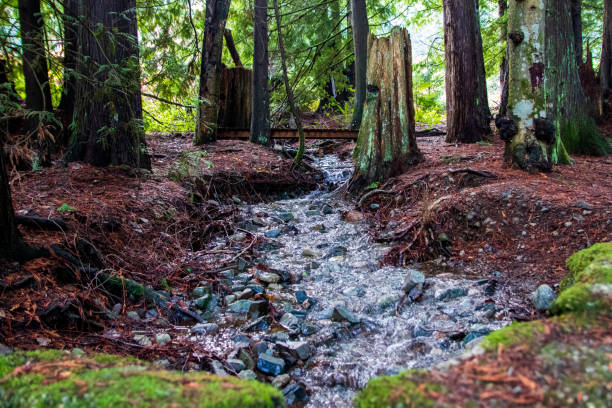 Stream in the forest of Westwood Lake, Nanaimo, Canada.