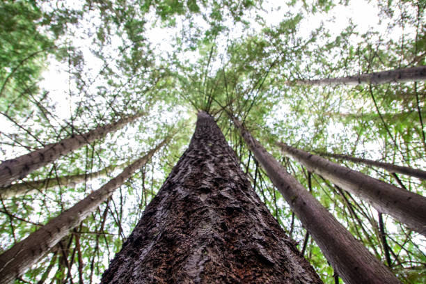 istock Giant Trees in the Sky 1195650378