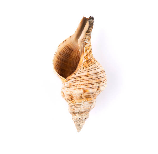 Sea shell on a white background Sea shell isolated conch shell photos stock pictures, royalty-free photos & images