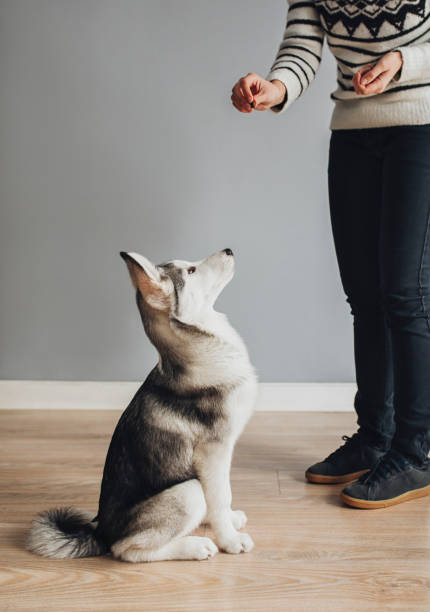 Owner Feeding a Dog Unrecognisable woman feeding a cute Siberian Husky puppy as a dressage prize. obedience training stock pictures, royalty-free photos & images