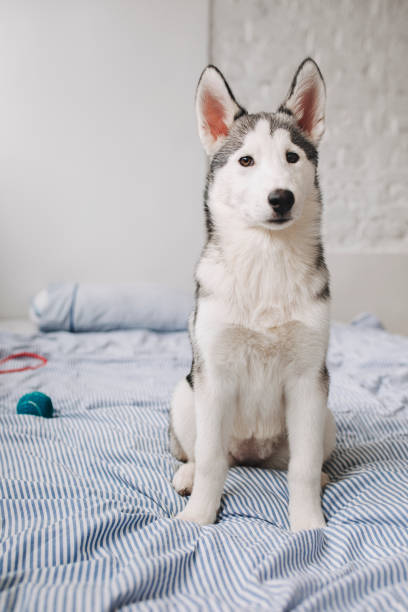 istock Siberian Husky Puppy 1195651222