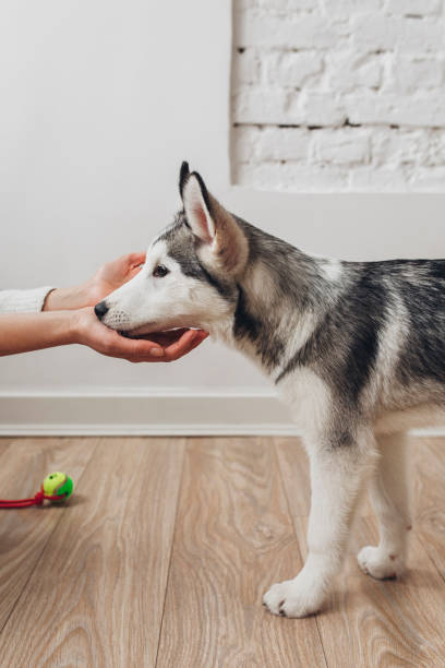 istock Dog and Owner Love 1195651229