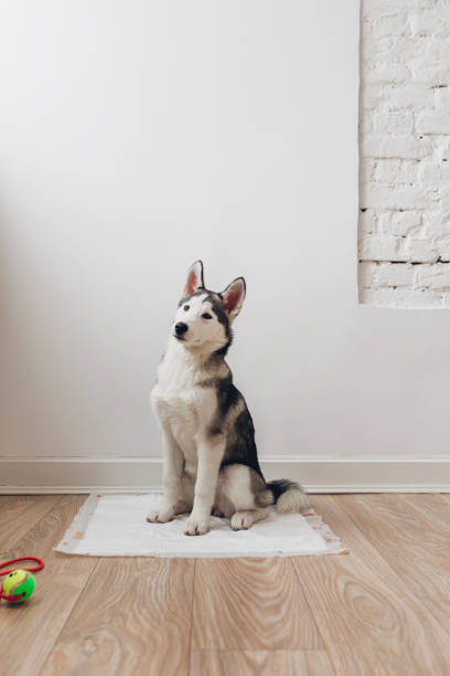 istock Siberian Husky Puppy 1195651230