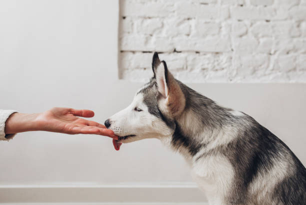 istock Dog and Owner Love 1195651233
