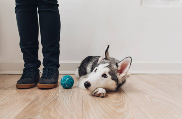 istock Cute Puppy Lying Next to His Owner's Legs 1195651238