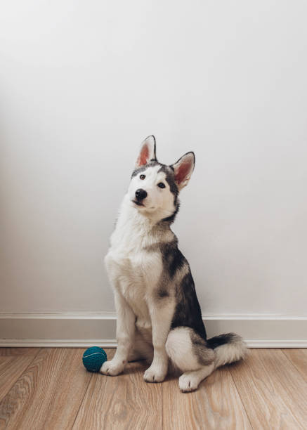 istock Dog with a Ball 1195651239