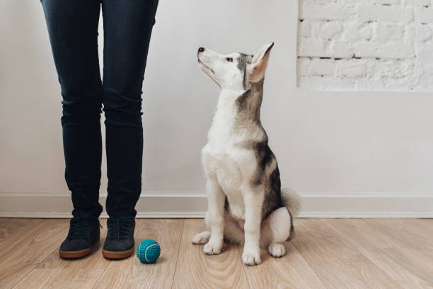 Smart Puppy Looking at Owner