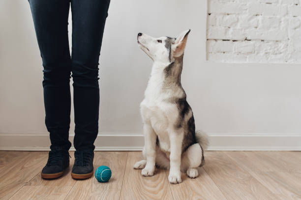 Smart Puppy Looking at Owner Cute Siberian Husky puppy sitting on the floor at home and looking at owner. obedience training stock pictures, royalty-free photos & images