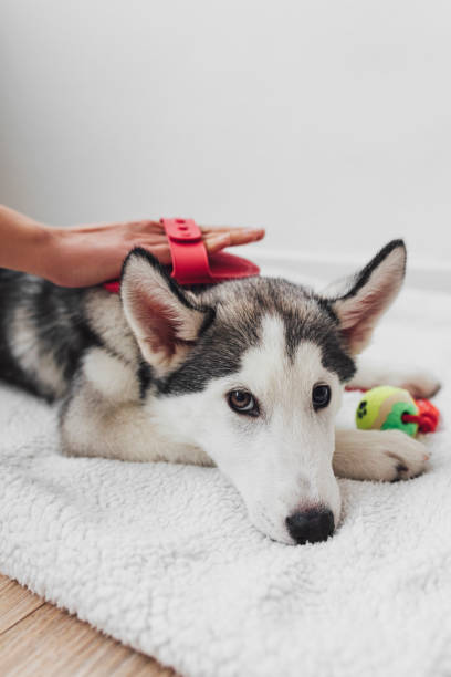 istock Owner Brushing Dog Pet 1195651274