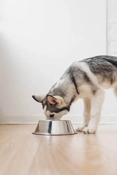 Cute Siberian Husky puppy eating from dog bowl.