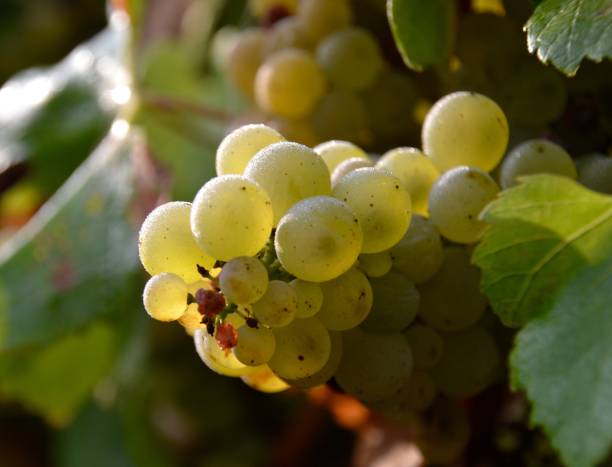 istock Bunch of backlit chardonnay grapes on the vine with morning dew on them 1195651614