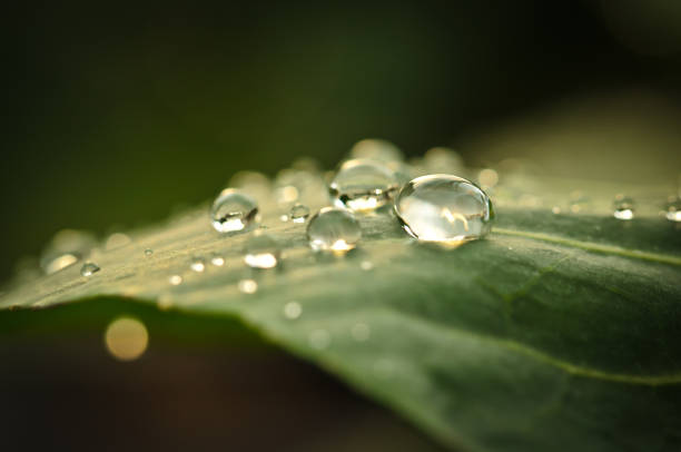 istock some raindrops are fallen on a leaf, in the sunlight, macro 1195652331