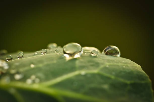 istock some raindrops are fallen on a leaf, in the sunlight, macro 1195652339