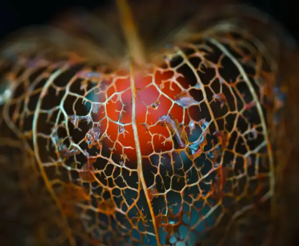 The blossom of a strawberry groundcherry, physalis, weathered, the skeleton in the sunlight
