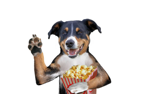 istock Funny dog with popcorn 1195652693