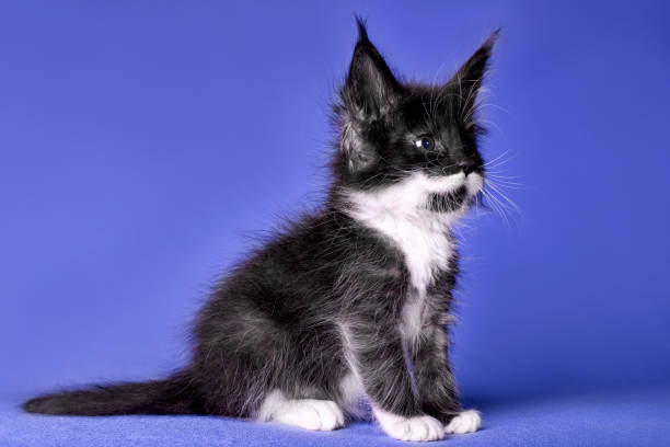 istock Adorable cute maine coon kitten on blue background. 1195657664